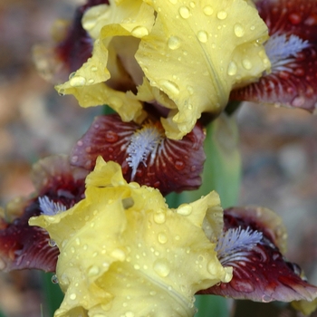 Iris germanica 'Being Busy' (032630)