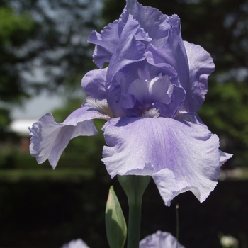 Iris germanica 'Bugle Boy Blues' (032650)
