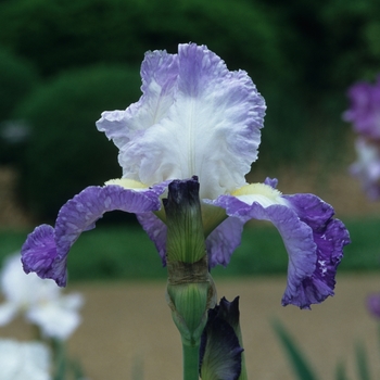 Iris germanica 'Clarence' (032668)