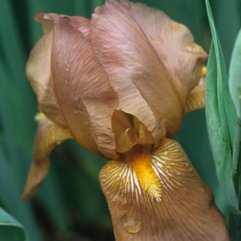 Iris germanica 'Copper Lustre' (032677)
