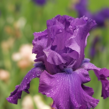 Iris germanica 'Grand Old Opry' (032716)
