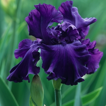 Iris germanica 'High Stakes' (032725)