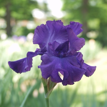 Iris germanica 'High Stakes' (032726)