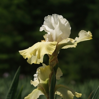 Iris germanica 'Kiwi Cheesecake' (032744)