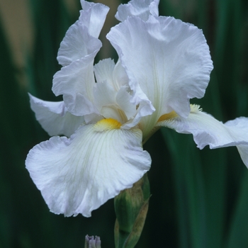 Iris germanica 'Lucy Andry' (032756)