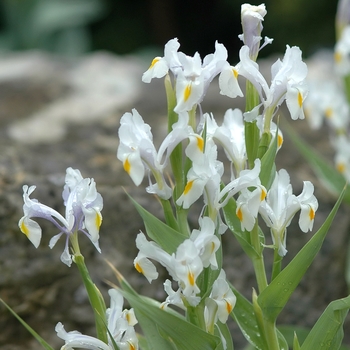 Iris magnifica '' (032759)