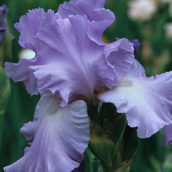 Iris germanica 'Mary Frances' (032763)