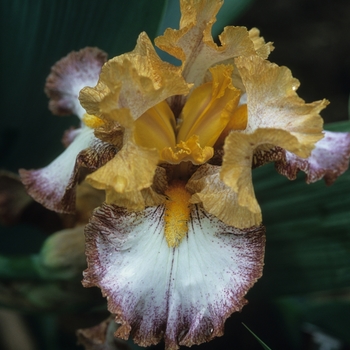 Iris germanica 'New Cool' (032779)