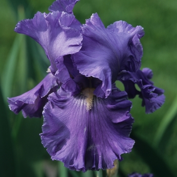 Iris germanica 'Pacific Destiny' (032797)
