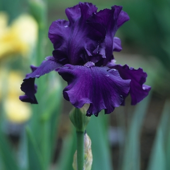 Iris germanica 'Purple Magic' (032810)