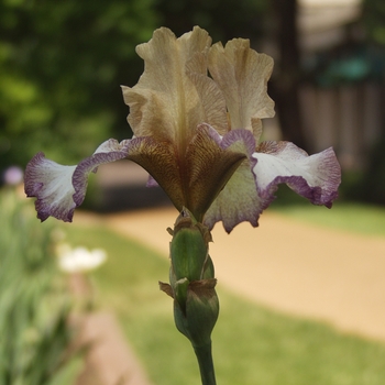 Iris germanica 'Rielle' (032818)
