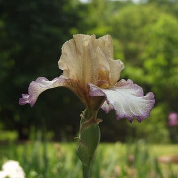 Iris germanica 'Rielle' (032819)