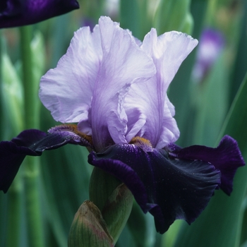 Iris germanica 'Tempting Fate' (032865)