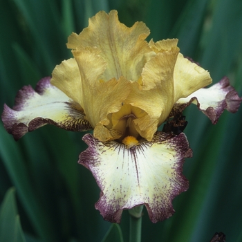 Iris germanica 'Tennessee Gentleman' (032867)