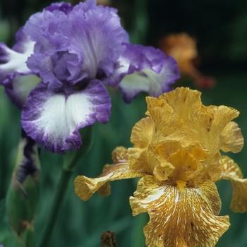 Iris germanica 'Tiger Honey' (032871)