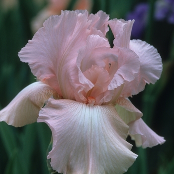 Iris germanica 'Vanity' (032877)