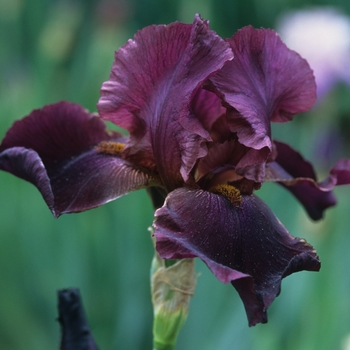 Iris germanica 'Winesap' (032890)
