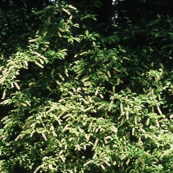 Itea japonica '' (032921)