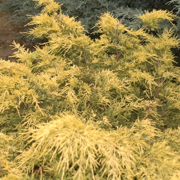 Juniperus chinensis 'Golden Glow' (032984)