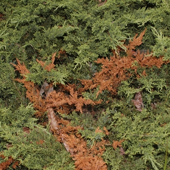 Juniperus chinensis 'San Jose' (033005)