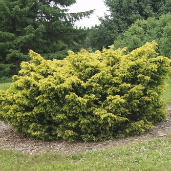 Juniperus chinensis 'Saybrook Gold' (033007)