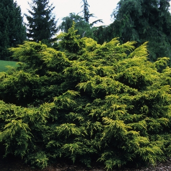 Juniperus chinensis 'Saybrook Gold' (033008)