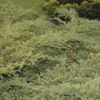 Juniperus chinensis 'Sea Spray' (033012)