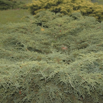 Juniperus chinensis 'Sea Spray' (033014)
