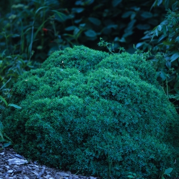 Juniperus communis 'Echiniformis' (033018)