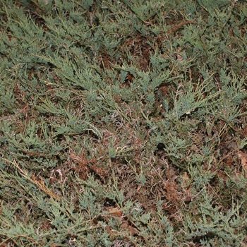 Juniperus horizontalis 'Veriegata' (033031)