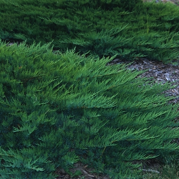 Juniperus sabina var tamariscifolia '' (033041)