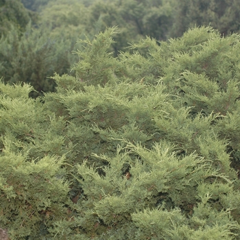 Juniperus chinensis 'Armstrong' (033053)