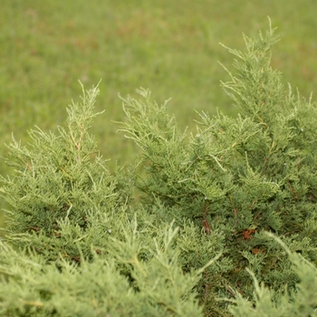 Juniperus chinensis 'Armstrong' (033055)