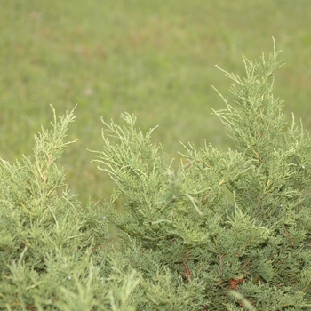 Juniperus chinensis 'Armstrong' (033056)