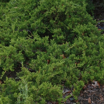 Juniperus virginiana 'Reptans' (033065)