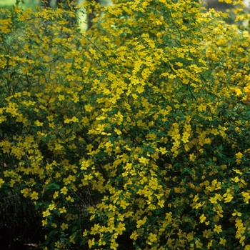 Kerria japonica '' (033105)