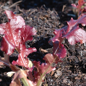 Lactuca sativa 'Red Salad Bowl' (033156)