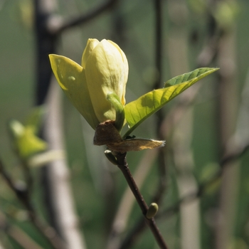 Magnolia x brooklynensis 'Yellow Bird' (033401)