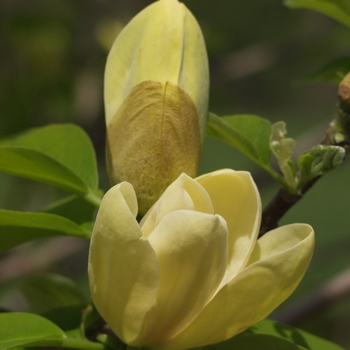 Magnolia x brooklynensis 'Yellow Bird' (033402)
