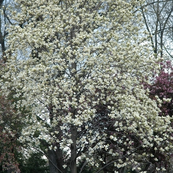 Magnolia acuminata 'Yellow Fever' (033405)
