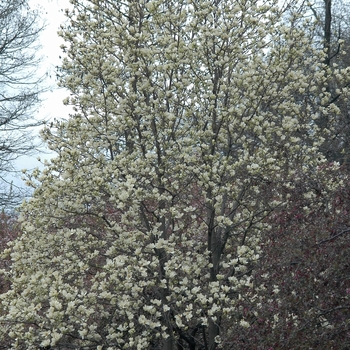Magnolia acuminata 'Yellow Fever' (033406)