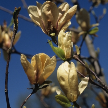 Magnolia 'Yellow Lantern' (033408)