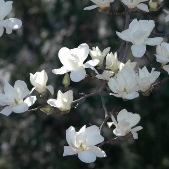Magnolia denudata '' (033412)