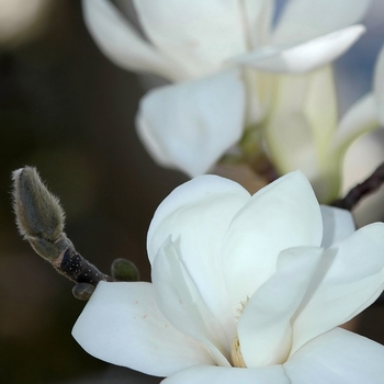 Magnolia denudata '' (033413)