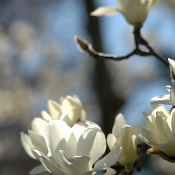 Magnolia denudata '' (033414)