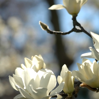 Magnolia denudata '' (033415)