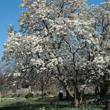 Magnolia denudata '' (033416)