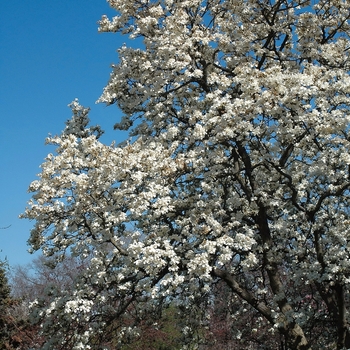 Magnolia denudata '' (033417)