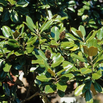 Magnolia grandiflora '' (033419)