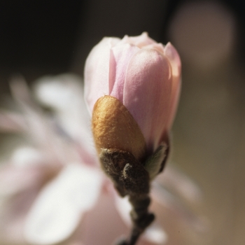 Magnolia kobus var. stellata 'Kikuzaki' (033428)